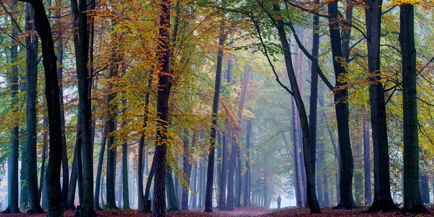 Nebliger Wald in Herbstfarben Nebliger Wald in Herbstfarben