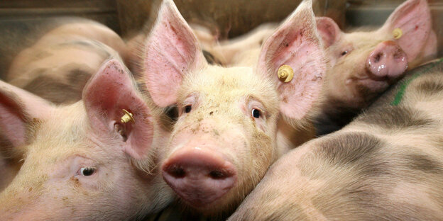 mehrere Schweine nebeneinander, eins guckt niedlich aus dem Bild raus mehrere Schweine nebeneinander, eins guckt niedlich aus dem Bild raus