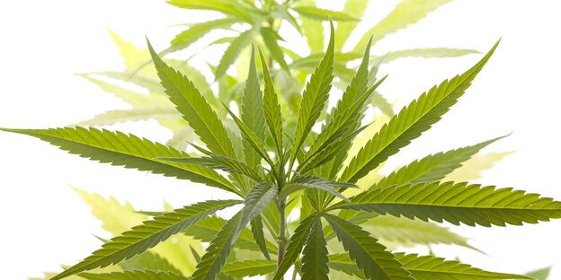 Eine Marihuana-Pflanze vor hellem Hintergrund Eine Marihuana-Pflanze vor hellem Hintergrund