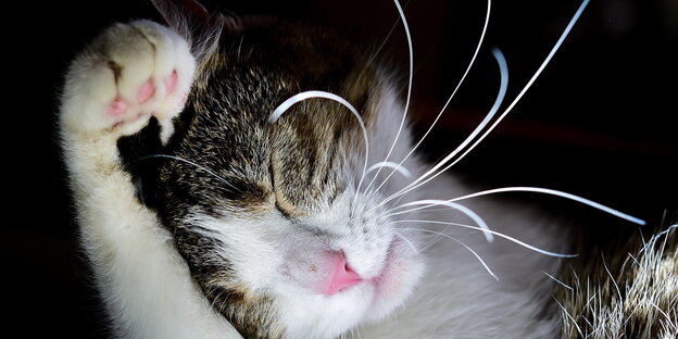 Eine kleine, wahnsinnig süße Katze räkelt sich Eine kleine, wahnsinnig süße Katze räkelt sich