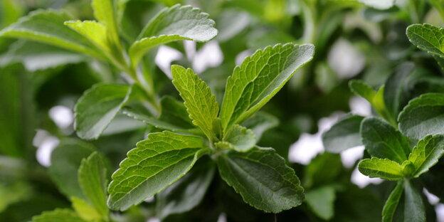 Stevia-Pflanze Stevia-Pflanze