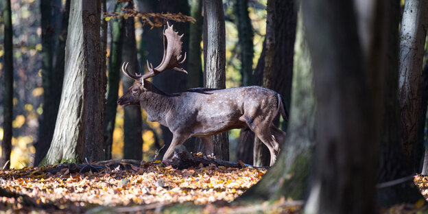 Ein Hirsch im Tiergarten von Hannover Ein Hirsch im Tiergarten von Hannover