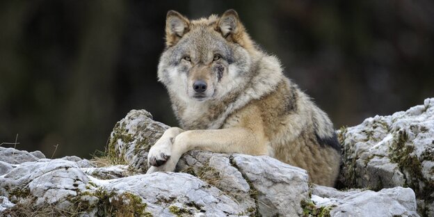 Wolf, auf Fels gelagert, schaut in die Kamera. Wolf, auf Fels gelagert, schaut in die Kamera.