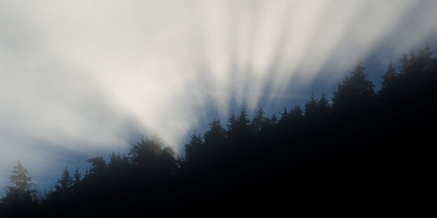 Baumwipfel liegen im Schatten, der Himmel leuchtet Baumwipfel liegen im Schatten, der Himmel leuchtet