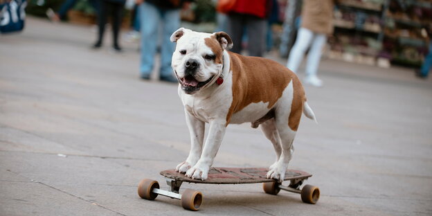 Ein Hund steht auf einem Skateboard Ein Hund steht auf einem Skateboard