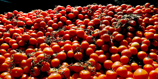 Ein großer Haufen Tomaten. Ein großer Haufen Tomaten.