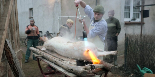 Die Schlachtung eines Schweins Die Schlachtung eines Schweins