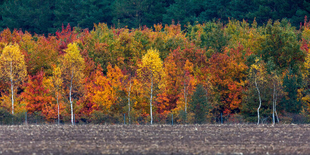 Acker vor Herbstbäumen in Mecklenburg-Vorpommern Acker vor Herbstbäumen in Mecklenburg-Vorpommern