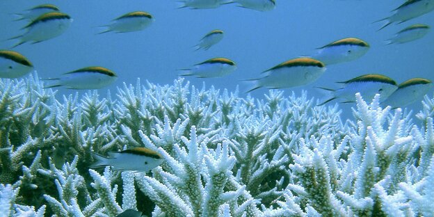 Fische schwimmen aus ausgebleichten Korallen vorbei Fische schwimmen aus ausgebleichten Korallen vorbei
