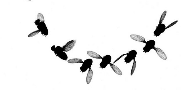 Eine Fruchtfliege im Flug, Eine Fruchtfliege im Flug,