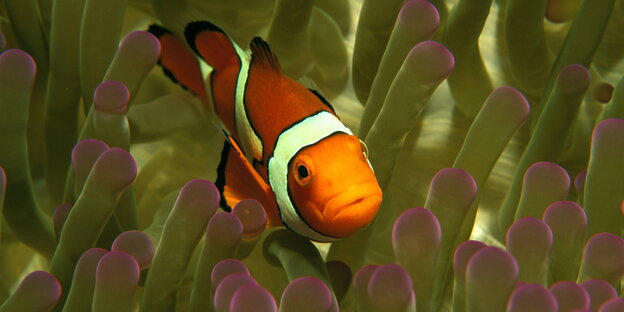 Ein Clownfisch schwimmt im Great Barrier Reef Ein Clownfisch schwimmt im Great Barrier Reef