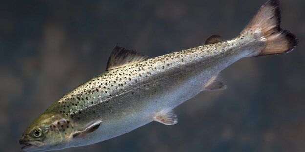 Ein Lachs schwimmt in einem Aquakulturbecken. Ein Lachs schwimmt in einem Aquakulturbecken.