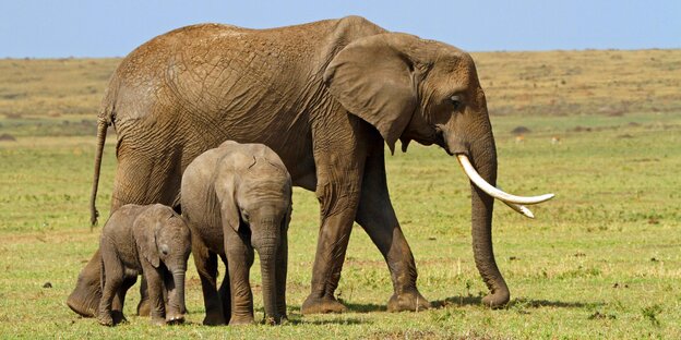 Ein erwachsener Elefant mit zwei Kindern Ein erwachsener Elefant mit zwei Kindern