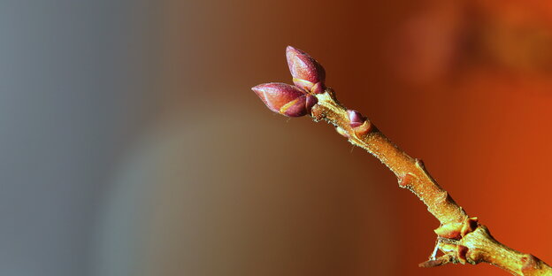 Eine rote Knospe an einem Fliederzweig. Eine rote Knospe an einem Fliederzweig.