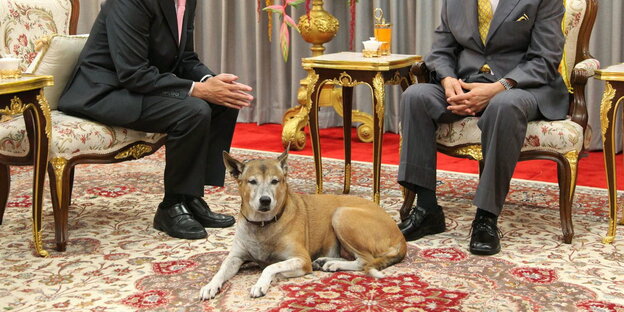 Hundedame Tongdaeng Hundedame Tongdaeng