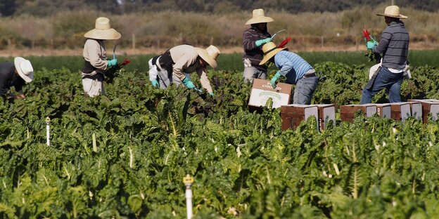 Arbeiter mit Hüten bei der Ernte auf einem Feld.