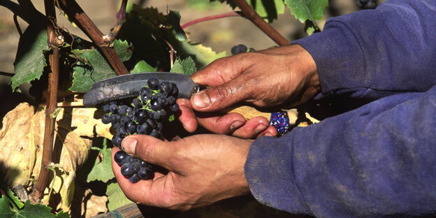 Weinernte, es sind nur die Hände, eine Schere und eine Rispe zu sehen Weinernte, es sind nur die Hände, eine Schere und eine Rispe zu sehen