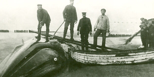 ein gestrandeter Wal im Dezember 1918 auf Sylt ein gestrandeter Wal im Dezember 1918 auf Sylt