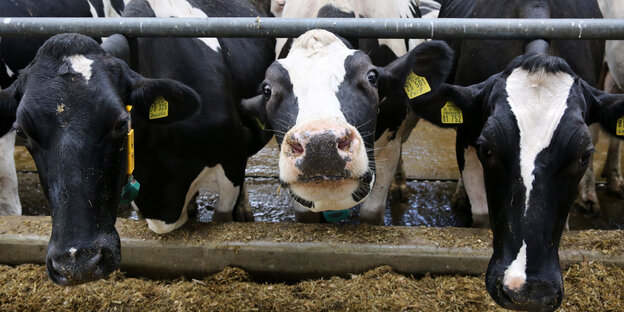 Kühe der Rasse Deutsche Holsteins. Kühe der Rasse Deutsche Holsteins.