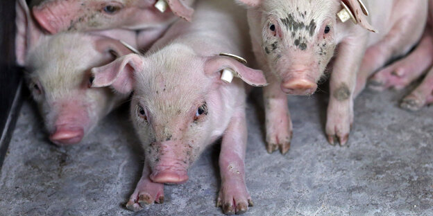 Drei Fekel drängen sich neugierig vor die Kamera Drei Fekel drängen sich neugierig vor die Kamera