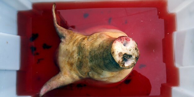 Ein Schweinekopf Ein Schweinekopf