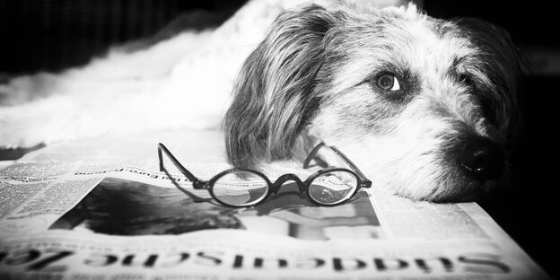 Ein Hund und eine Brille liegen auf einer Zeitungs-Ausgabe. Ein Hund und eine Brille liegen auf einer Zeitungs-Ausgabe.