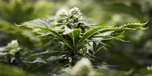 Marihuana-Blütenstand Marihuana-Blütenstand