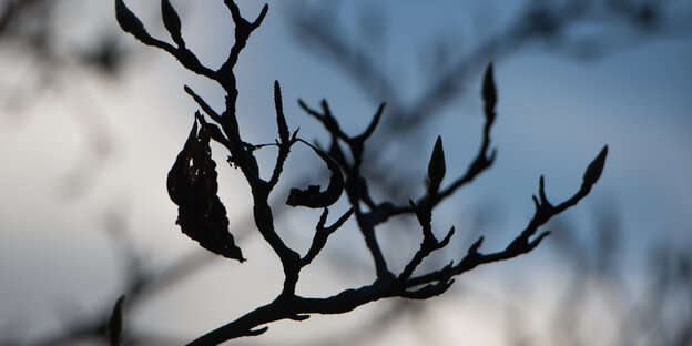Knospen an einem Ast Knospen an einem Ast