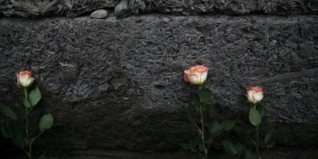 Drei pinke Rosen lehnen an einer schwarzen Wand Drei pinke Rosen lehnen an einer schwarzen Wand