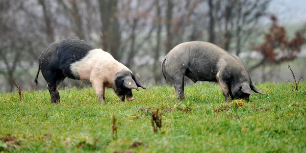 Zwei Schweine stehen auf einer Wiese. Zwei Schweine stehen auf einer Wiese.