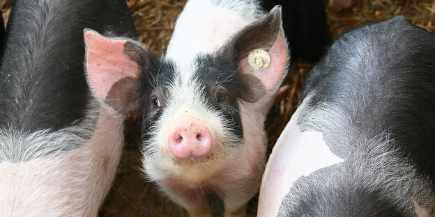 Ein Ferkel zwischen Schweinen guckt in die Kamera Ein Ferkel zwischen Schweinen guckt in die Kamera
