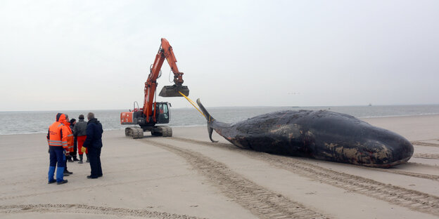 Ein Bagger zieht einen Wal den Strand hinunter Ein Bagger zieht einen Wal den Strand hinunter