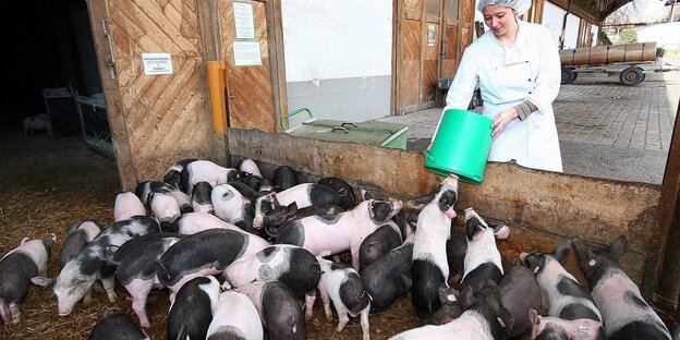 Frau in weißem Kittel schüttet einen Eimer über einem Gatter mit mehreren schwarz-rosa gescheckten Ferkeln aus.