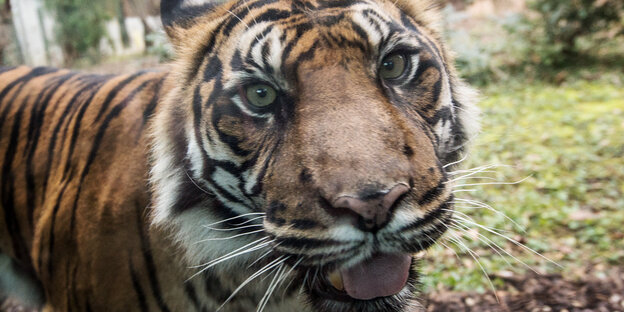 Ein Tiger Ein Tiger