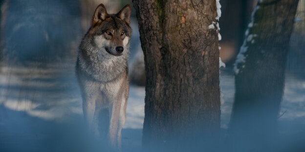 Ein Wolf in einer schneebedeckten Landschaft nahe Berlins Ein Wolf in einer schneebedeckten Landschaft nahe Berlins