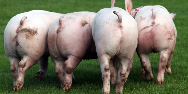 Vier Schweine laufen über eine Wiese. Zu sehen sind ihre Hinterteile. Vier Schweine laufen über eine Wiese. Zu sehen sind ihre Hinterteile.