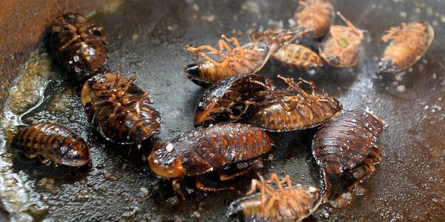 Gebratene Käfer in er Pfanne. Gebratene Käfer in er Pfanne.
