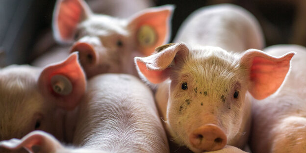Viele kleine Ferkel Viele kleine Ferkel