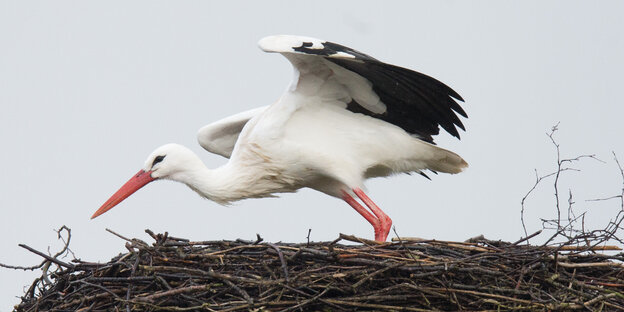 Ein Storch steht mit ausgebreiteten Flügeln auf einem braunen Nest Ein Storch steht mit ausgebreiteten Flügeln auf einem braunen Nest