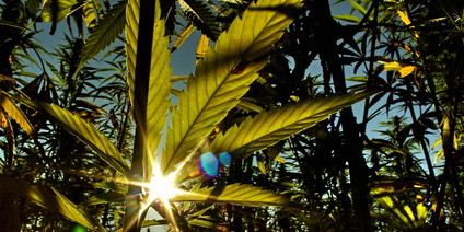 www.taz.de/uploads/hp_taz_img/full/hanf