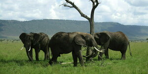 Drei ausgewachsene Elefanten stehen in Kenia unter einem Baum auf einer grünen Wiese