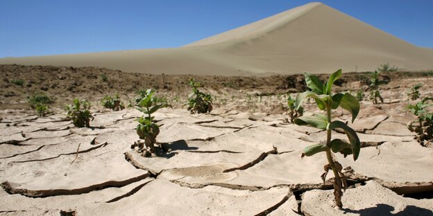 Nur wenige Pflanzen wachsen auf dem ausgetrockneten Boden der Wüste in der Nähe der chinesischen Oasenstadt Dunhuang Nur wenige Pflanzen wachsen auf dem ausgetrockneten Boden der Wüste in der Nähe der chinesischen Oasenstadt Dunhuang