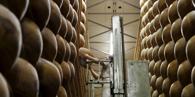 zwei meterhohe Regale mit Käse-Laiben zwei meterhohe Regale mit Käse-Laiben