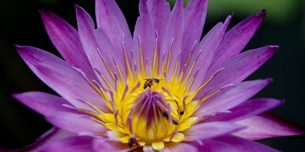 Eine Biene sitzt in einer großen, pinkfarbenen Lotusblüte. Eine Biene sitzt in einer großen, pinkfarbenen Lotusblüte.
