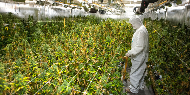 Drogenplantage mit Cannabis Drogenplantage mit Cannabis