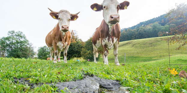 Zwei Kühe stehen auf der Weide vor einem Kuhfladen Zwei Kühe stehen auf der Weide vor einem Kuhfladen