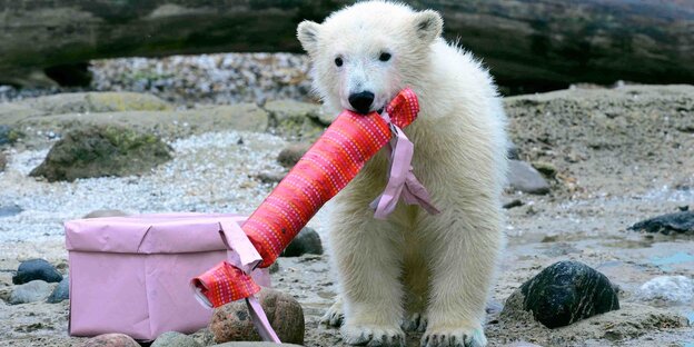 Ein Eisbär spielt im Wasser mit einem nicht identifizierbaren Plastikgegenstand. Mag es ein Reifen sein? Ein Eisbär spielt im Wasser mit einem nicht identifizierbaren Plastikgegenstand. Mag es ein Reifen sein?