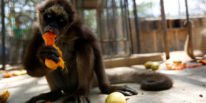 Ein Affe isst eine Mango