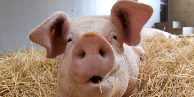 Ein Schwein im Stroh Ein Schwein im Stroh