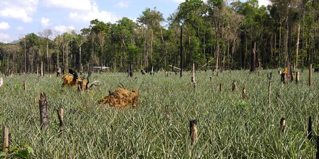 Ananasplantage im Urwald Ananasplantage im Urwald